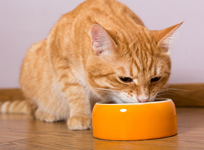 Mon Chat Reste Assis Dans Sa Litière Comment savoir si mon chat a des calculs urinaires ? - Yummypets