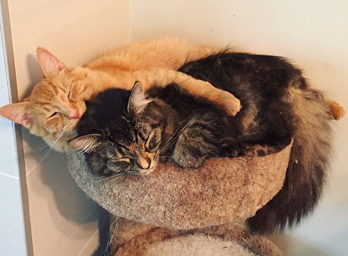 Chat qui miaule tout le temps pour sortir
