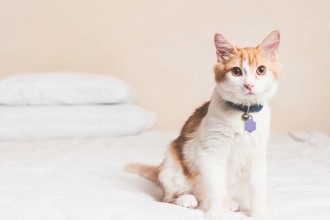 Le typhus chez le chat