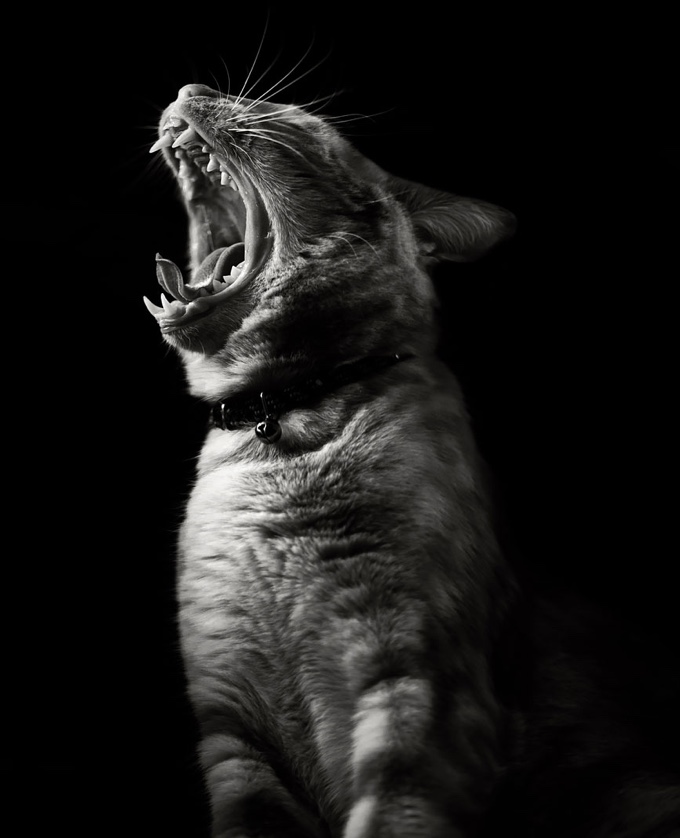 TOP 25 des photos de chats en noir et blanc - Yummypets