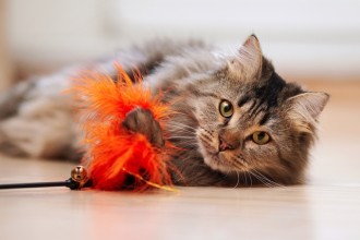 Quels sont les jouets à bannir pour les chats ?