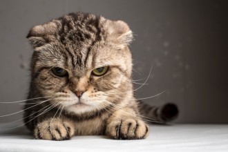 Mon chat fait-il exprès d'être vilain ?
