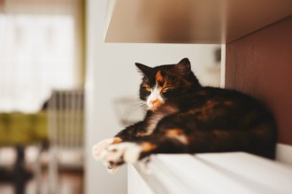 Pourquoi mon chat se perche ?
