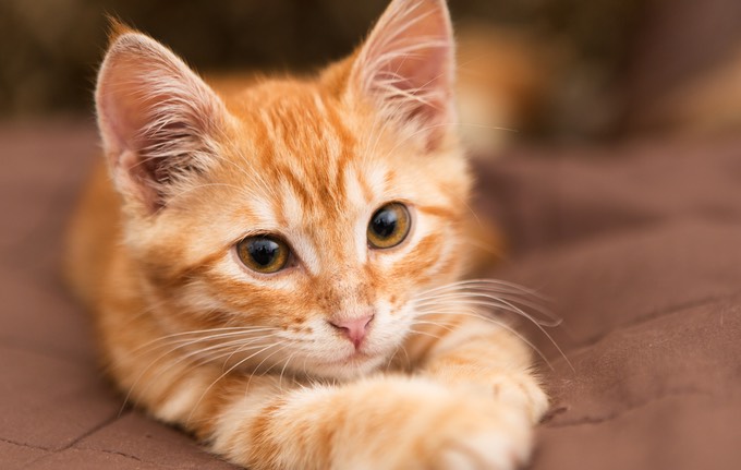 7 Trucs Cool Propos Des Chats Roux Yummypets
