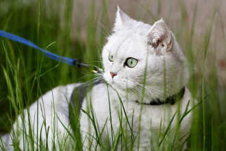 Peut-on promener son chat en laisse ?