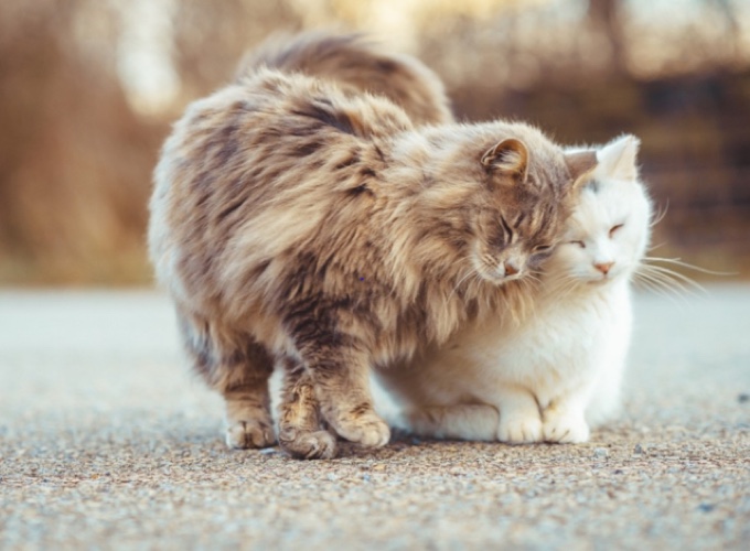 Un couple de Virginie s\u0027occupe d\u0027une quinzaine de chats sauvages