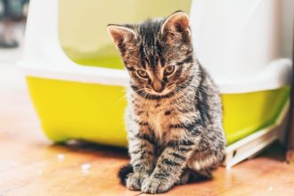 Comment entretenir la litière de son chat