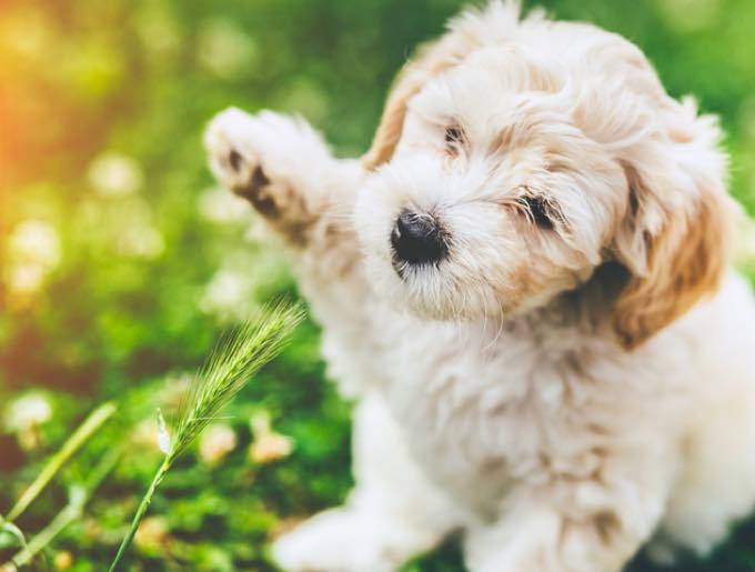 Le bien-être animal et le métier de Conseillère Fleurs de Le bien-être animal et le métier de Conseillère Fleurs de