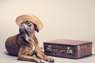 Comment choisir la bonne pension pour son chien