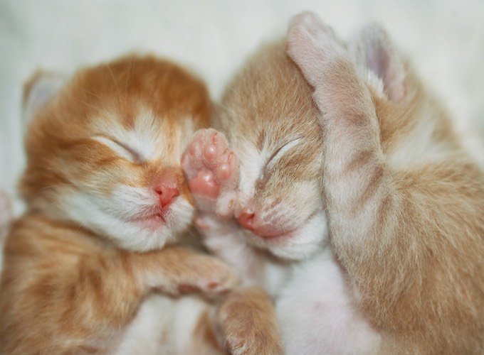 Comment s'occuper d'un chaton non sevré ? - Yummypets Comment s'occuper d'un chaton non sevré ? - Yummypets