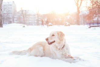 Voyager dans un pays froid avec son chien
