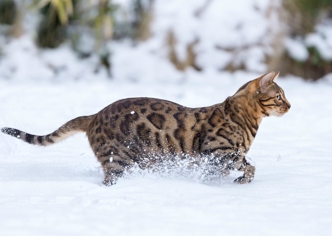 chat Bengal dans la neige