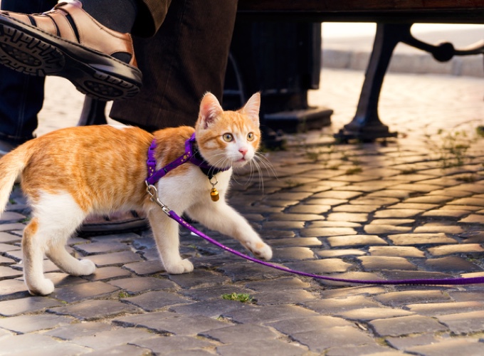 Promener son chat en laisse Yummypets