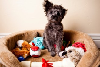 Quels accessoires pour chien ?