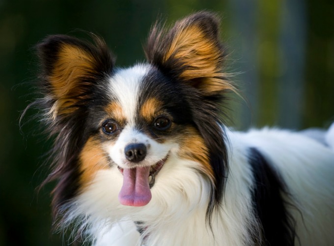 Tout savoir sur le chien Papillon - Yummypets Tout savoir sur le chien Papillon - Yummypets