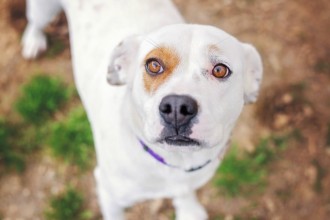 6 signes qui montrent que votre chien est peureux
