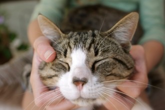 5 raisons de masser votre chat