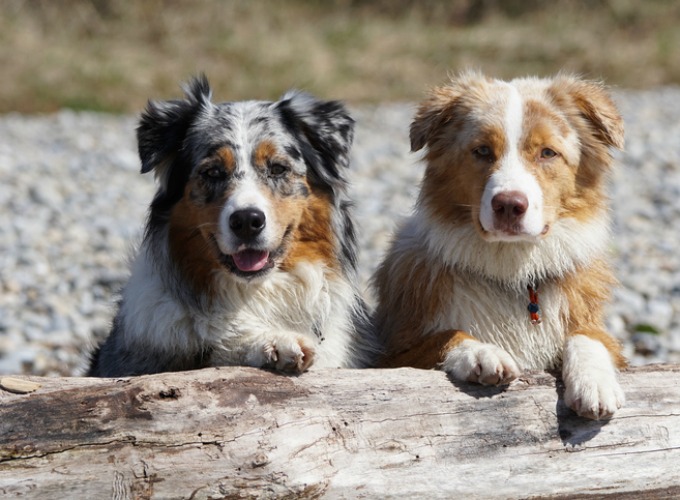 10 choses que vous ne saviez pas sur le Berger australien Yummypets