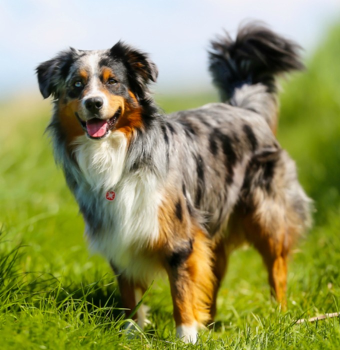 The Most Obedient Breed Of Dog The Most Obedient Breed Of Dog
