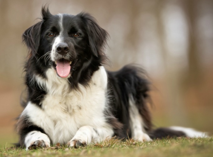 Pourquoi adopter un Border Collie ? - Yummypets Pourquoi adopter un Border Collie ? - Yummypets