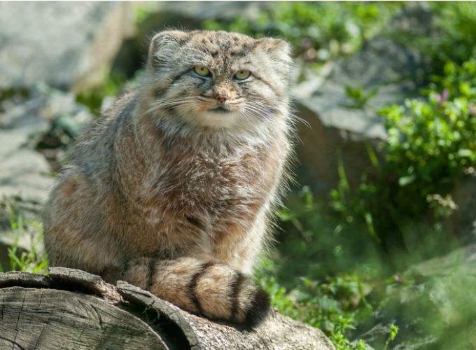 pallas cat plush