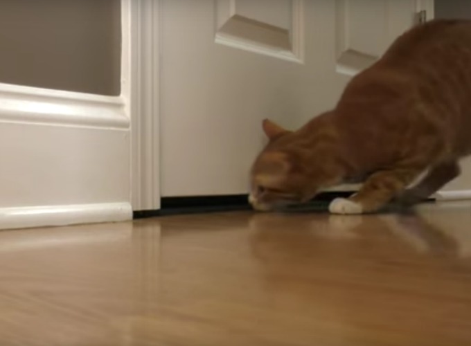 Cats don't like closed doors! Yummypets
