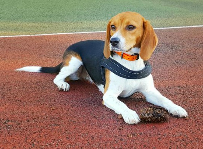 Http Dogtime Com Dog Breeds Pocket Beagle Http Dogtime Com Dog Breeds Pocket Beagle