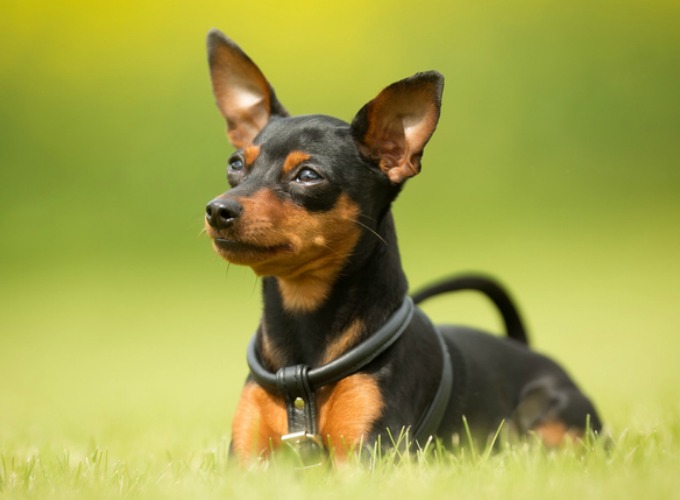 Chien Petite Taille. Top Les Avantages Que Prsente Un Chien Petite Taille. Top Les Avantages Que Prsente Un