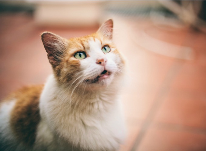 Pourquoi mon chat me réveille pendant la nuit ? Yummypets