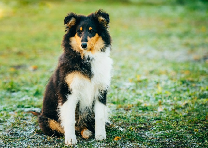 Zoom sur une race : le Berger des Shetland - Yummypets Zoom sur une race : le Berger des Shetland - Yummypets