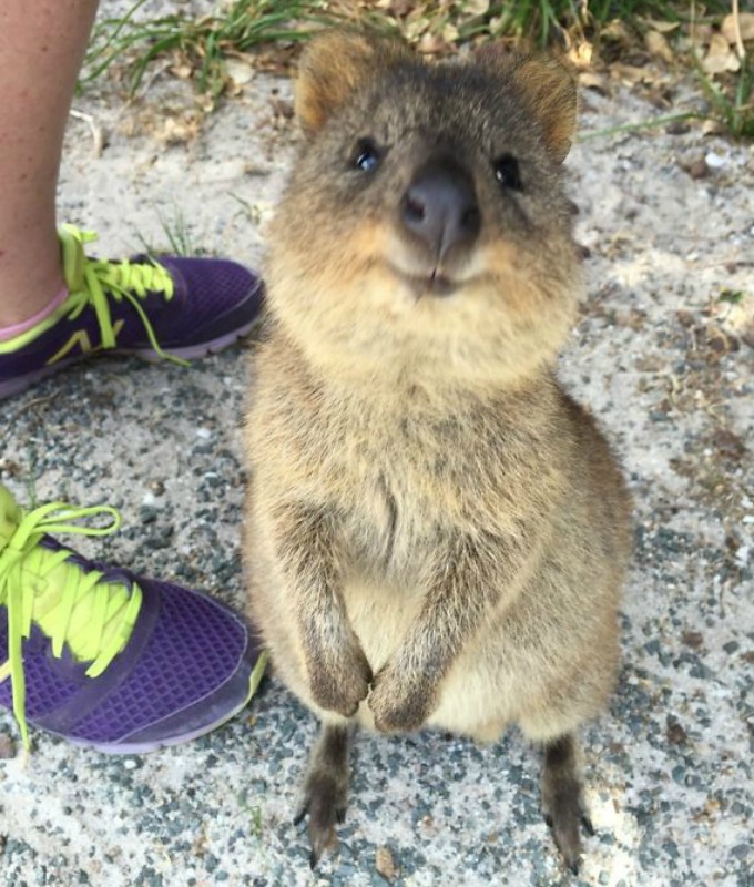 quokka