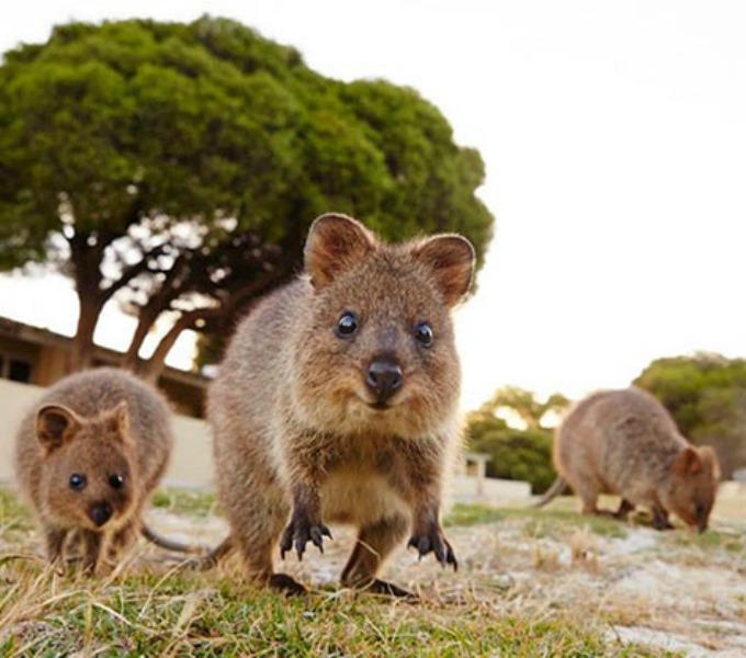 quokka
