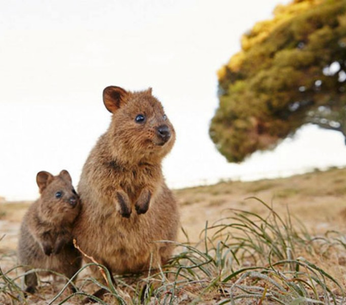 quokka