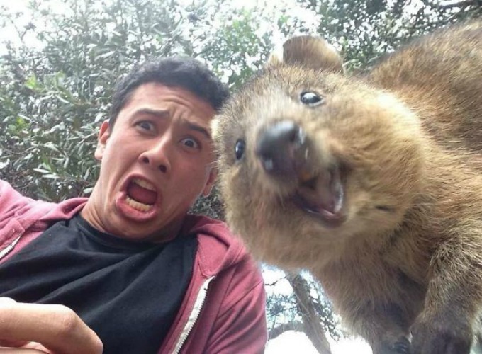 quokka