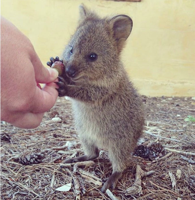 quokka