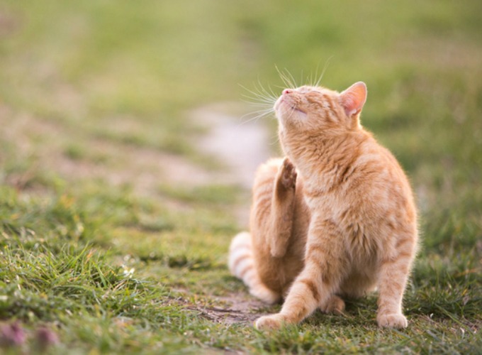 Les croûtes chez le chat Yummypets