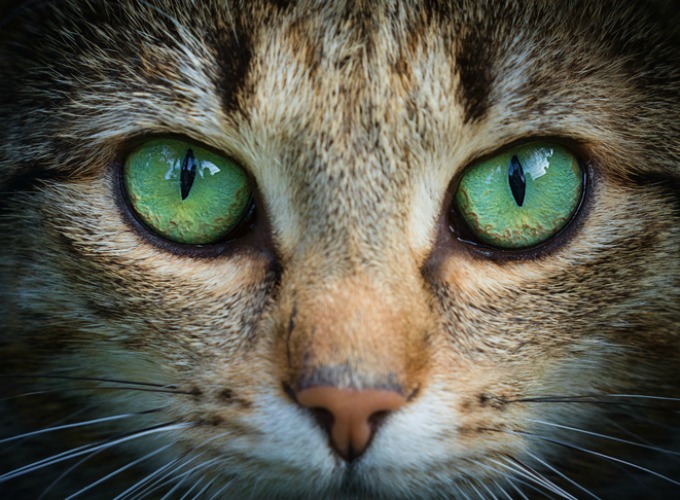Pourquoi mon chat me fixe ? Yummypets