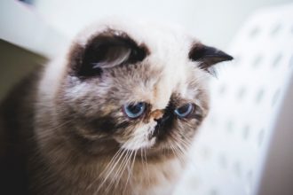 Comment calmer un chat stressé