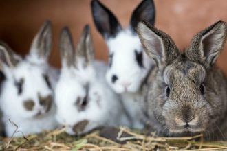 Le nettoyage de la cage du lapin