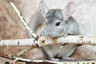 Comment bien accueillir son nouveau Chinchilla ?