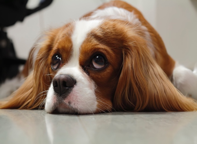 Endocardiose mitrale chez le chien : la pathologie Endocardiose mitrale chez le chien : la pathologie