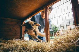 3 conseils pour avoir un lapin heureux