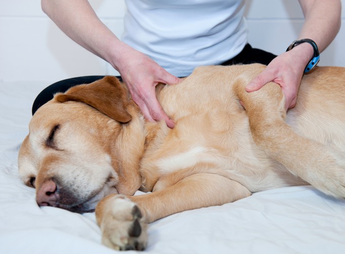 Hill’s Pet Nutrition