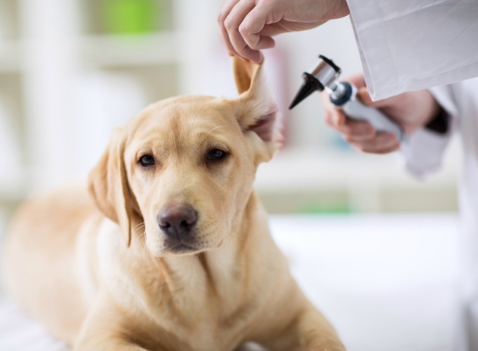 Why is my dog scratching its ears incessantly? Yummypets