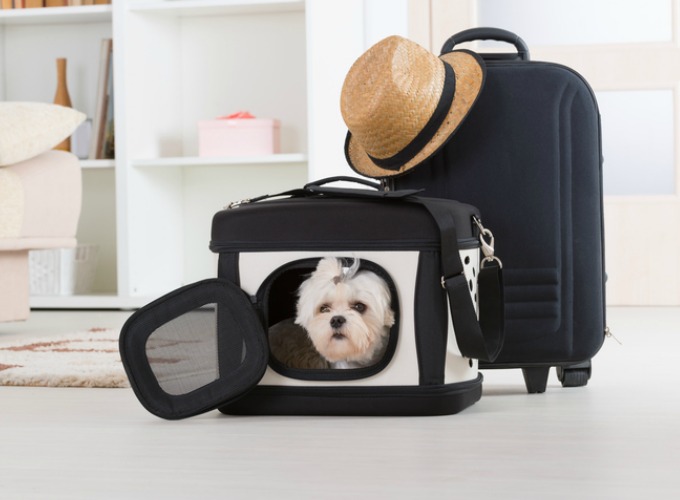 Voyager en avion avec son chien soute ou cabine