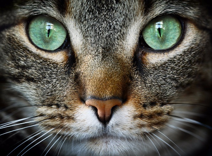 Everything you need to know about your cat’s eyesight Yummypets