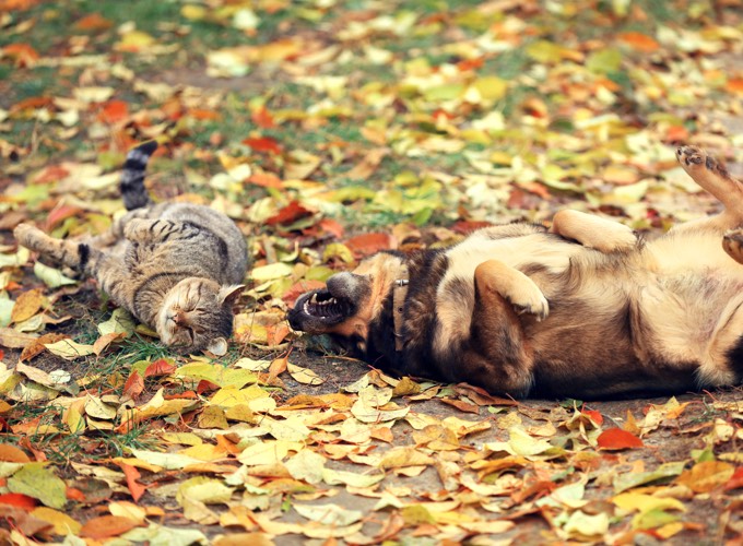 https://d32xvgr96w2oxp.cloudfront.net/2017/09/chien-chat-automne-09-2017.jpg