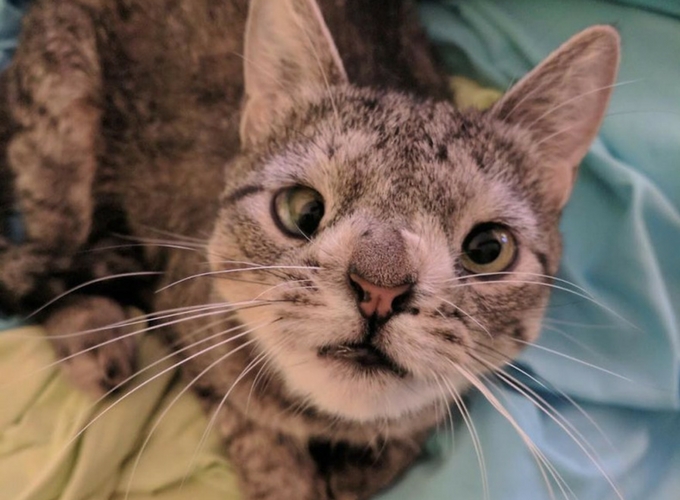 Maya the cat, almost killed for looking different - Yummypets