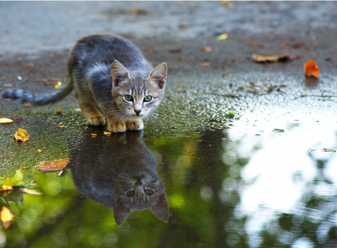 How do kittens learn to hunt? Yummypets