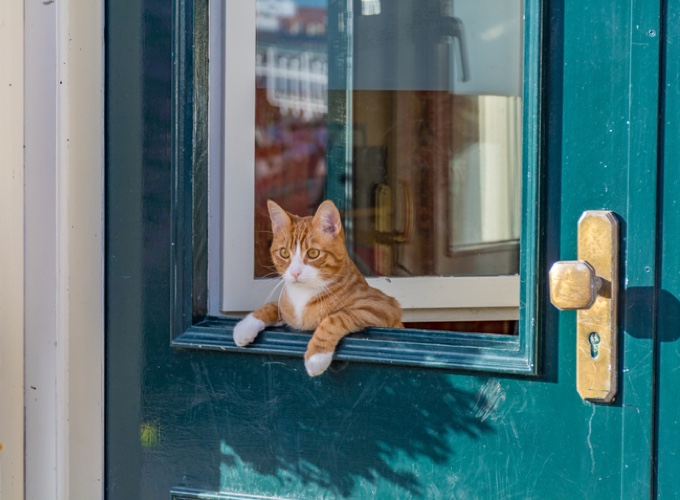 L Attachement Du Chat A Notre Egard Mes Chats